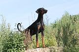 DOBERMANN 651